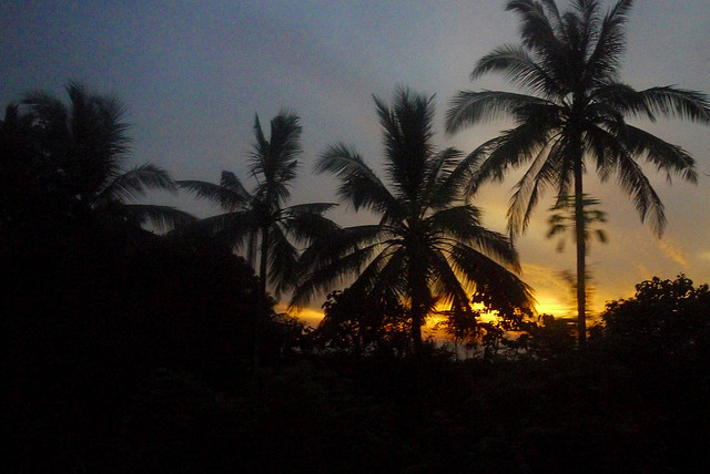 Jungle Sunset by Jody McIntyre