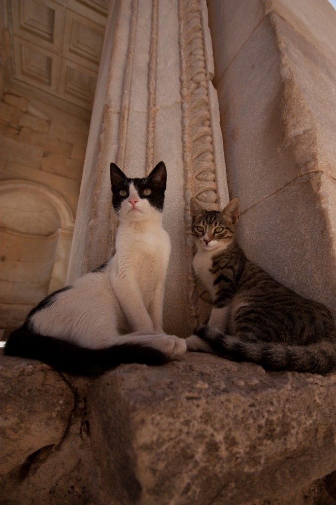 Cats at Ephesus by Anthony Freeman