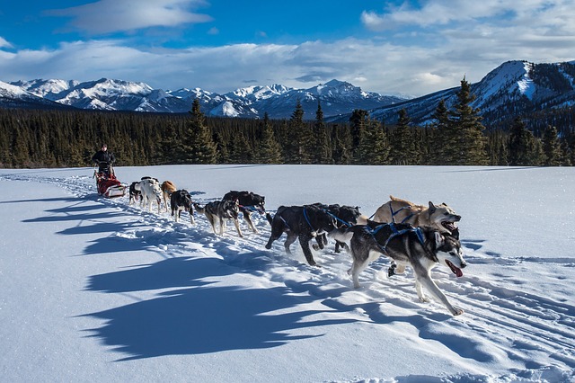 dog sledding wintersports insurance 