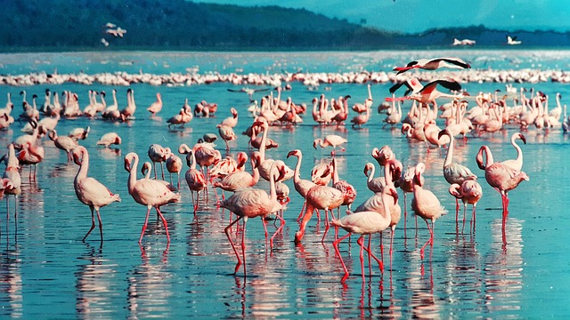 Kenya flamingo travel Image 