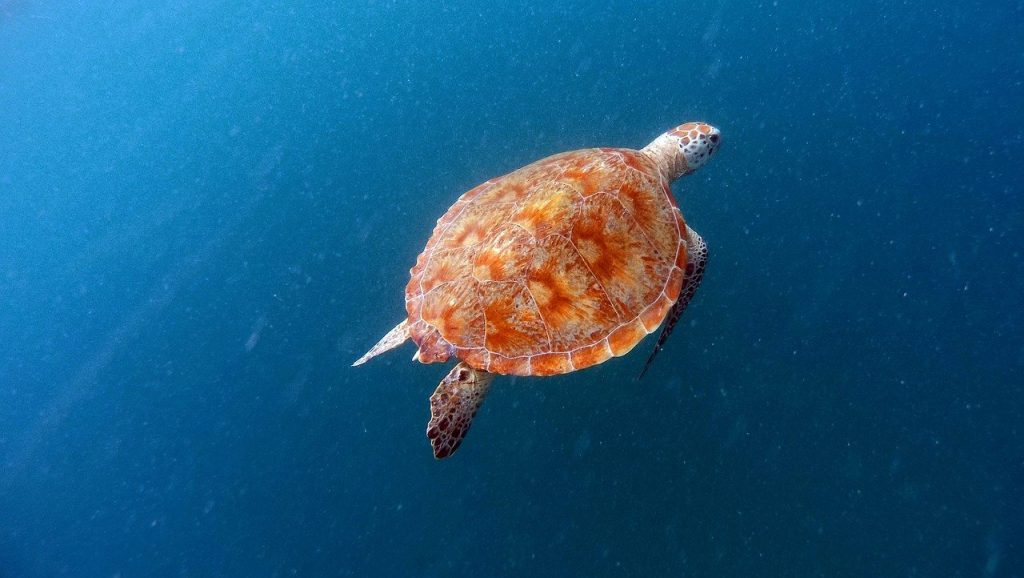 Barbados Snorkelling Turtle Image