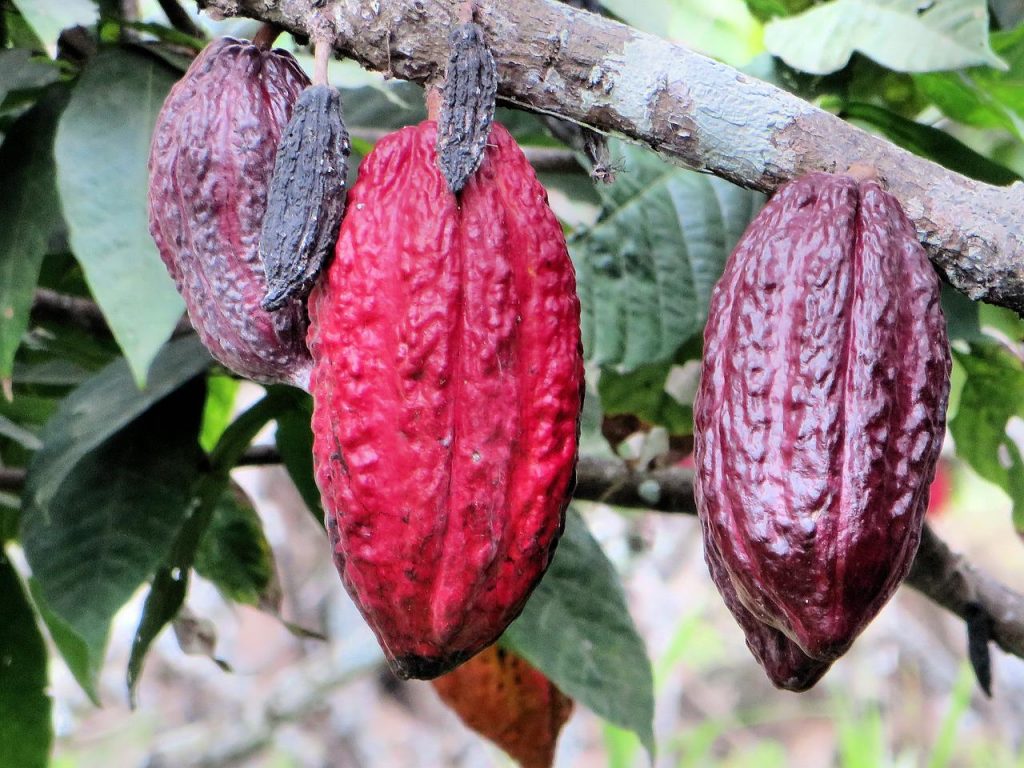 Ecuador Cacao Bean Travel Image