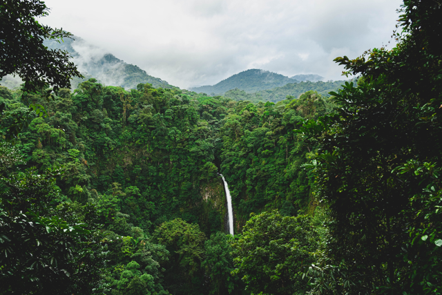 Costa rica Jungle Image