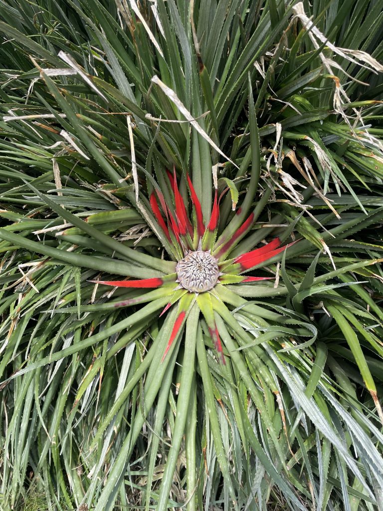Image of A Crimson Bromeliad found along the Coastal path Cornwall